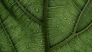 5 plante considerate buruieni, dar care sunt de fapt superalimente