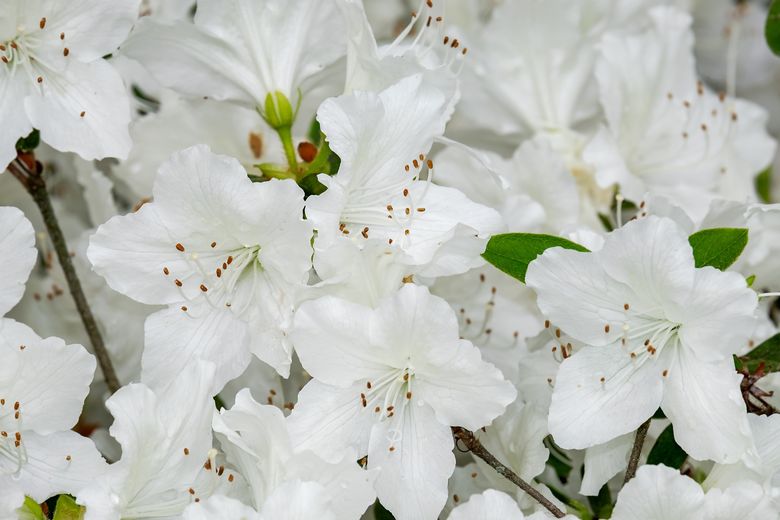 Cum sa intretii floarea ta preferata, azaleea Cum sa intretii floarea ta preferata, azaleea