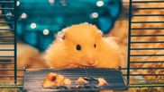 cum se ingrijeste un hamster