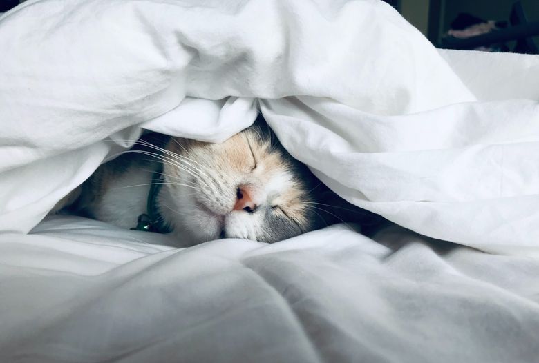 animale de companie usor de ingrijit