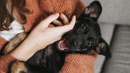 animal de companie adoptie