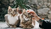 3 moduri prin care îți poți convinge partenerul să accepte o felină ca animal de companie