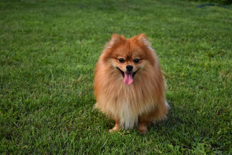 Cat costa un pomeranian