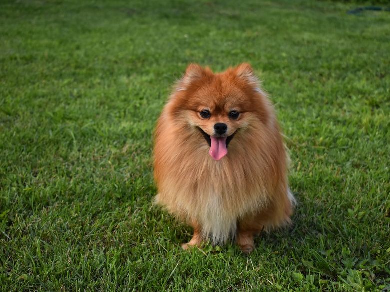 Cat costa un pomeranian care are pedigree Cat costa un pomeranian