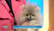 Pomeranian