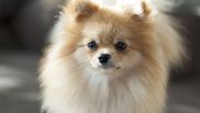 Pui pomeranian