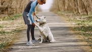 dresajul canin la perfectie