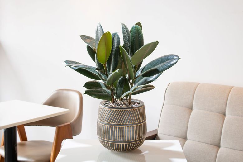 6 secrete ca să ai un ficus superb în apartament 6 secrete ca să ai un ficus superb în apartament