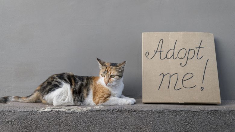 ce trebuie sa stii daca vrei sa adopti un animal de companie