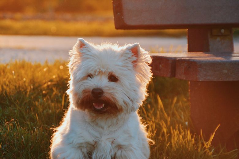 Cum îngrijești rasa de câini West Highland White Terrier