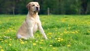 Boli Labrador