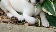 Informatii despre Labrador