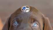 Labrador Retreiver pret
