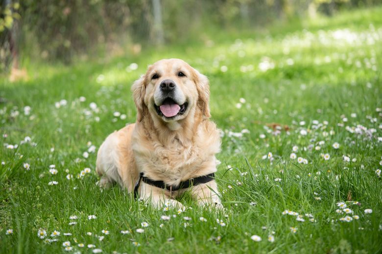 Rasa Labrador Retriever