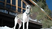 ingrijirea cainilor whippet