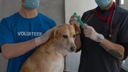 Ce presupune procesul de sterilizare al câinilor și al pisicilor
