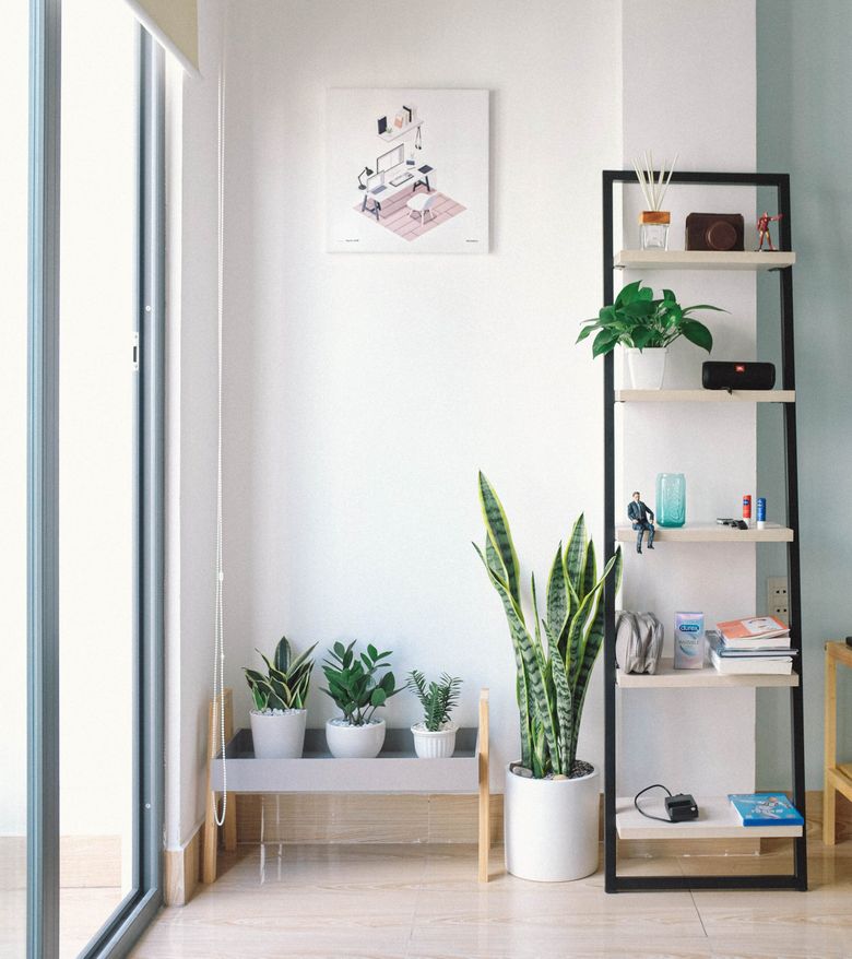 Tipuri de plante pe care femeile le pot avea în casă
