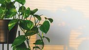Tipuri de plante pe care femeile le pot avea în casă