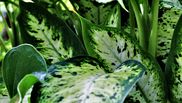 Tipuri de plante pe care femeile le pot avea în casă