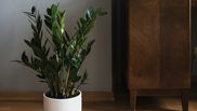 Tipuri de plante pe care femeile le pot avea în casă