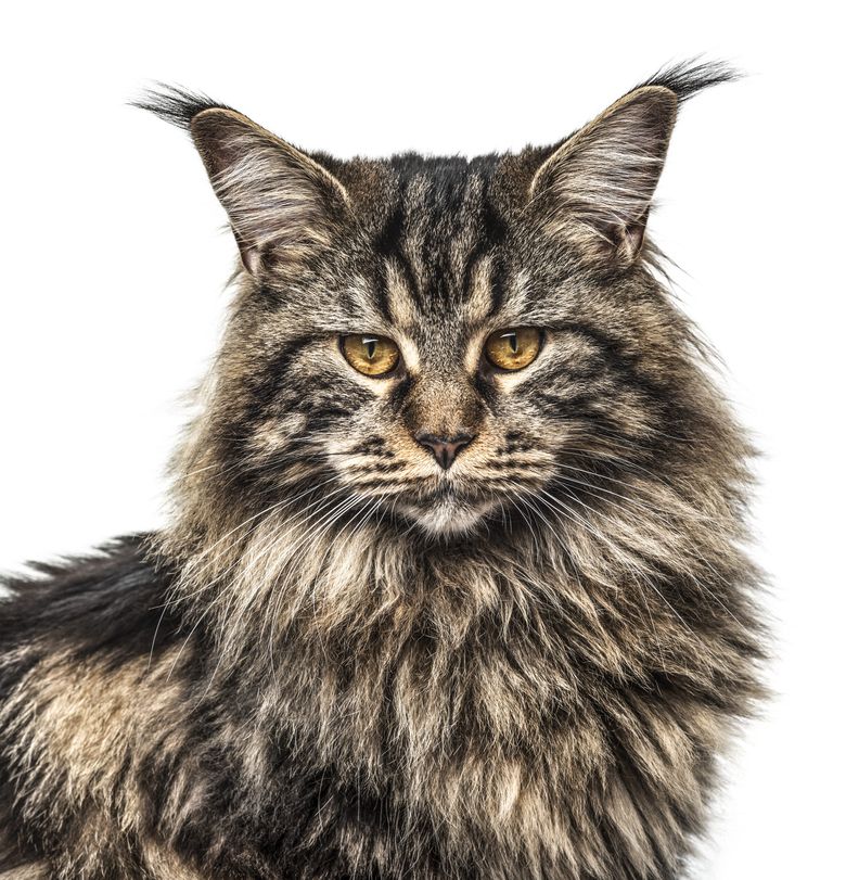 Descoperind personalitatea fascinantă a pisicilor Maine Coon. O analiză detaliată a trăsăturilor lor unice