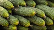 Cât costă un kilogram de castraveți românești în piață