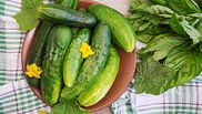 Cât costă un kilogram de castraveți românești în piață