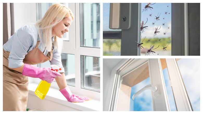 Ce aliment trebuie să pună femeile la tocul geamului. Trucul care te va scăpa de insecte