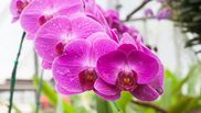 Cum se udă orhideele