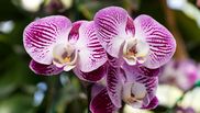 Sfaturi pentru îngrijirea orhideelor