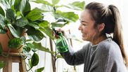 Plantele pe care orice femeie ar trebui să le aibă în casă