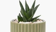 Planta care aduce energii pozitive și alungă gândurile rele