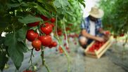 Care sunt plantele care distrug toată recolta