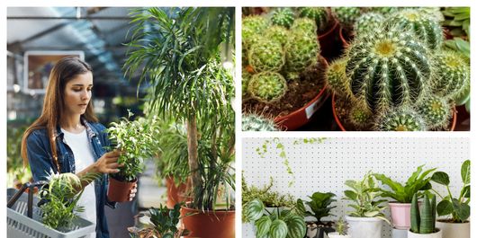 Ce plante nu ar trebui să țină femeile în casă. Acestea le vor aduce ghinion