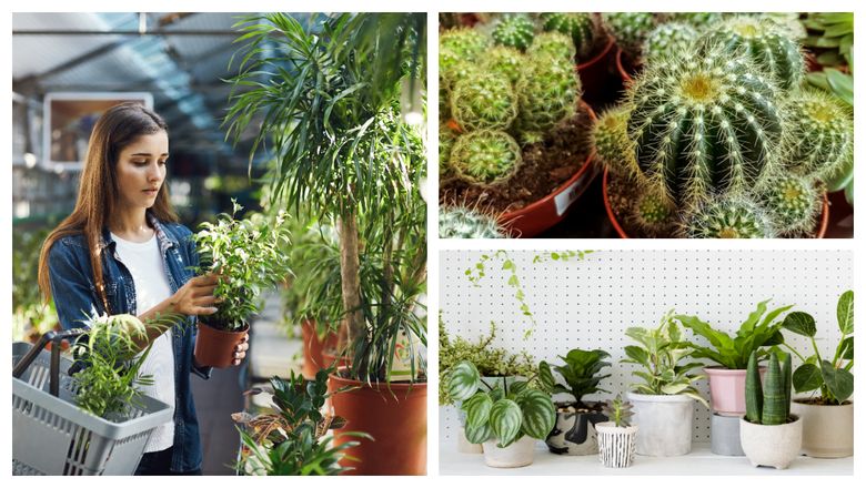 Ce plante nu ar trebui să țină femeile în casă. Acestea le vor aduce ghinion Ce plante nu ar trebui să țină femeile în casă. Acestea le vor aduce ghinion