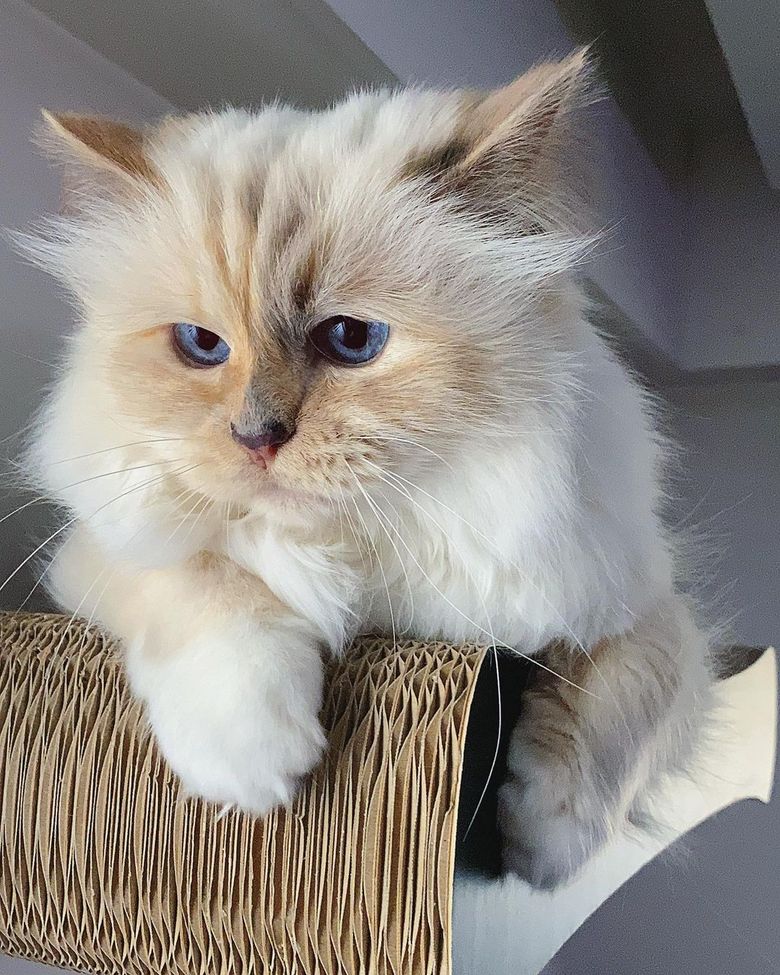 choupette lagerfeld