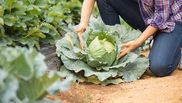 Ce se întâmplă dacă pui bicarbonat de sodiu în varză călită