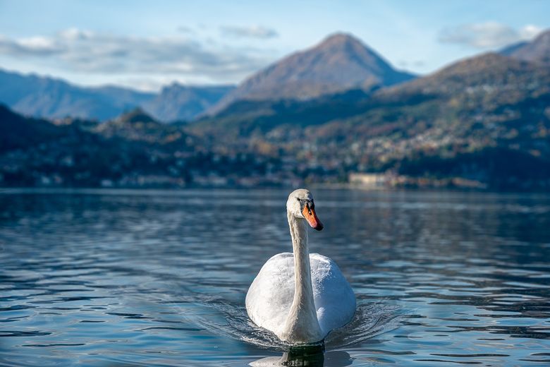 Frumusețea Italiei. Ce să faci pe Lacul Como Frumusețea Italiei. Ce să faci pe Lacul Como