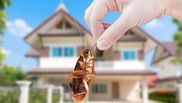 Trucul simplu care te ajută să scapi de insecte vara! Ai nevoie de un singur ingredient pe care fiecare îl are în gospodărie