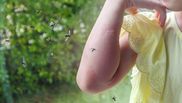 Trucul simplu care te ajută să scapi de insecte vara! Ai nevoie de un singur ingredient pe care fiecare îl are în gospodărie