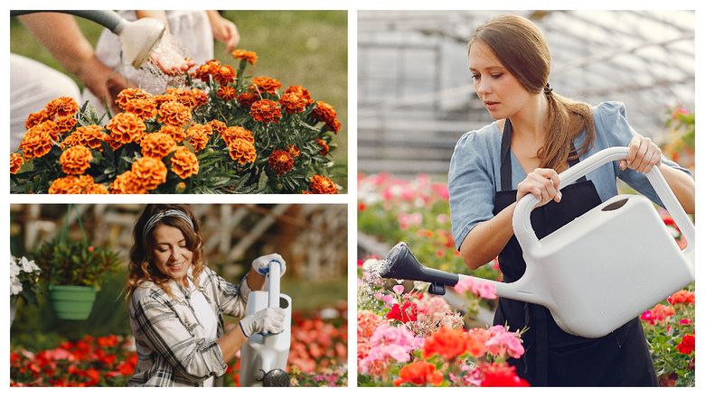 Cât de des trebuie să udați florile în timpul verii. Mulți fac o greșeală colosală Cât de des trebuie să udați florile în timpul verii. Mulți fac o greșeală colosală