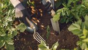 De ce trebuie să toarne femeile oțet pe plantele din grădină. Trucul fabulos cu efect în doar 5 zile