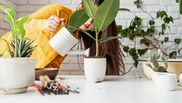 Cum poți să folosești berea ca îngrășământ natural pentru plante