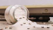 Trucul util care te scapă de insecte