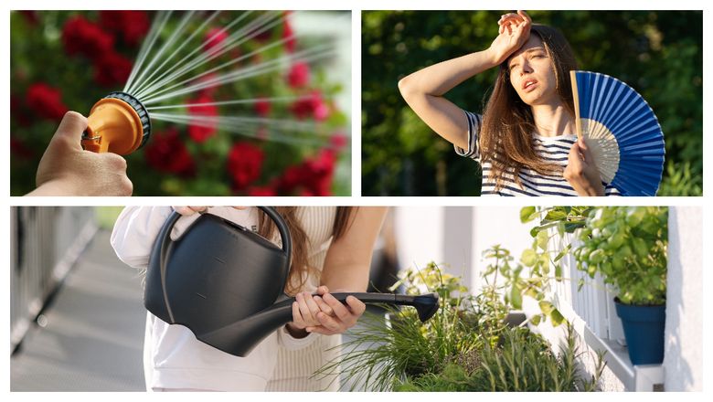 La ce interval de timp trebuie să udați plantele, dacă afară este caniculă! Este foarte important să faceți acest lucru La ce interval de timp trebuie să udați plantele, dacă afară este caniculă! Este foarte important să faceți acest lucru