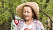 Ce trebuie să facă femeile pentru a păstra merele proaspete cât mai mult timp. Trucul pe care fiecare gospodină trebuie să îl știe!