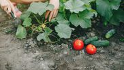 Ce trebuie să planteze gospodinele lângă roșii pentru a avea o recoltă bogată. Trucul grădinarilor iscusiți!