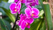Ce trebuie să pulverizeze femeile pe orhidee pentru a înflori tot anul! Ingredientul natural, cu efect imediat. Trucul util folosit de grădinarii iscusiți!