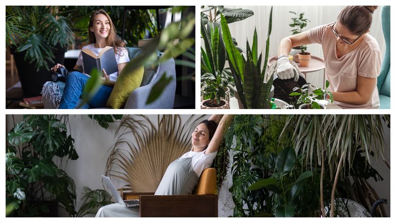 Ce plante trebuie să aibă fiecare femeie în casă, pentru a se feri de radiații. Locurile unde trebuie așezate pentru un efect puternic