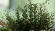 Ce trebuie să facă femeile ca rozmarinul să reziste cât mai mult timp în ghiveci. Trucul grădinarilor pricepuți!